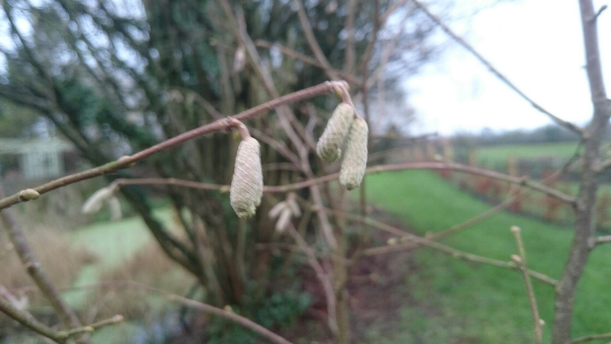 wp-1451260469966 image